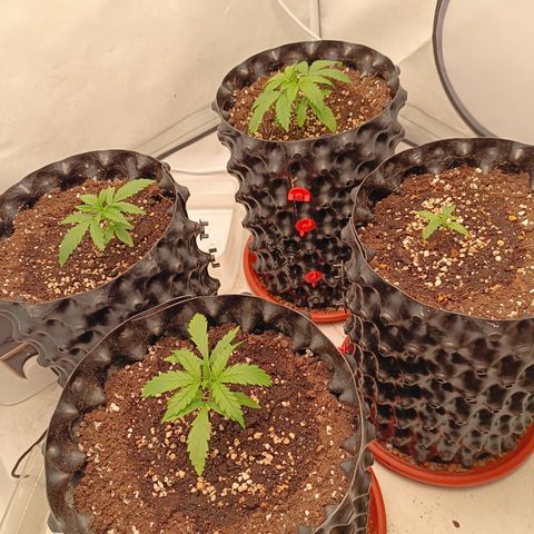 Jack 47 FV + G-Haze FV by Golaga growlog timeline photo