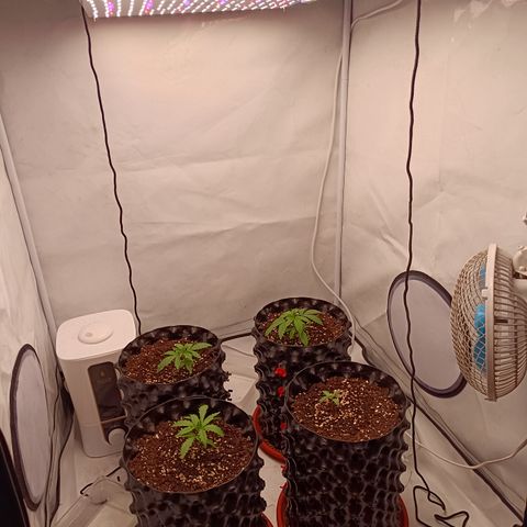 Jack 47 FV + G-Haze FV by Golaga growlog timeline photo