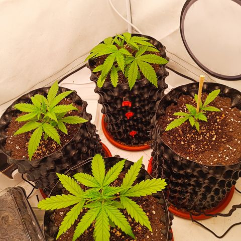 Jack 47 FV + G-Haze FV by Golaga growlog timeline photo