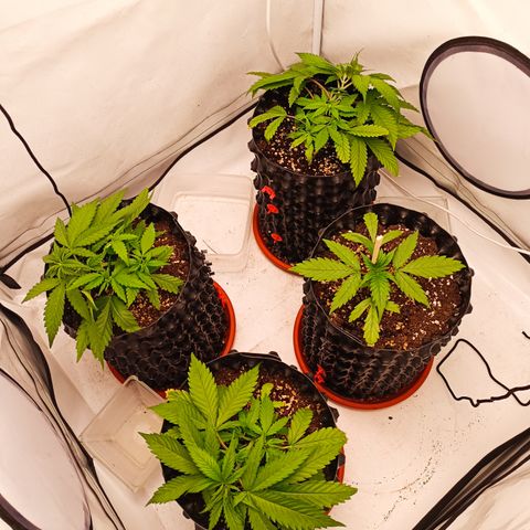 Jack 47 FV + G-Haze FV by Golaga growlog timeline photo