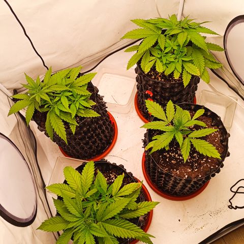 Jack 47 FV + G-Haze FV by Golaga growlog timeline photo