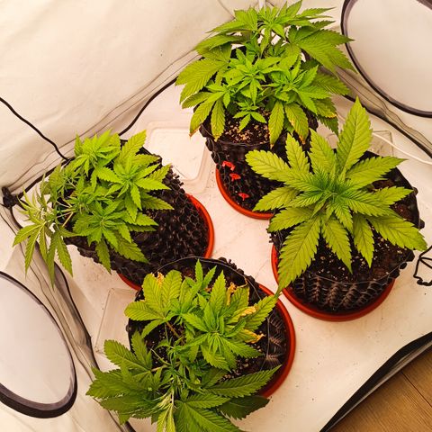 Jack 47 FV + G-Haze FV by Golaga growlog timeline photo