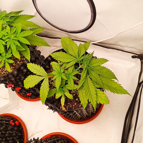 Jack 47 FV + G-Haze FV by Golaga growlog timeline photo