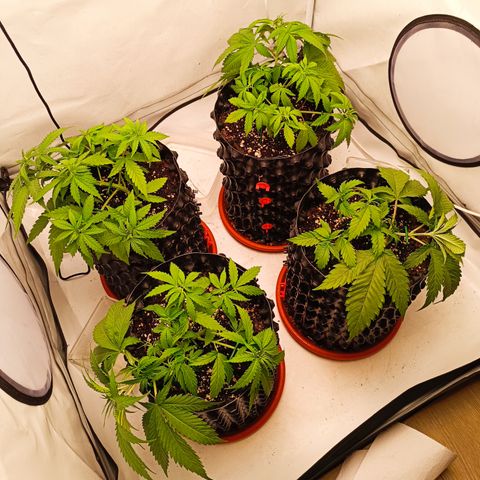 Jack 47 FV + G-Haze FV by Golaga growlog timeline photo