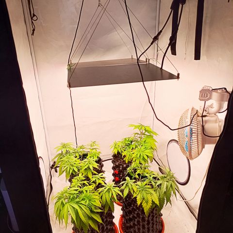 Jack 47 FV + G-Haze FV by Golaga growlog timeline photo