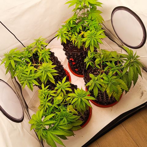 Jack 47 FV + G-Haze FV by Golaga growlog timeline photo