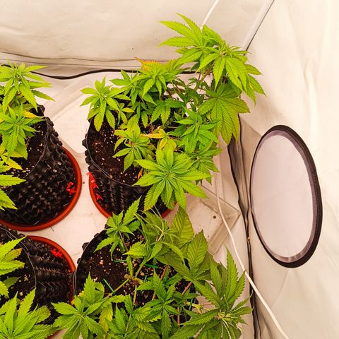 Jack 47 FV + G-Haze FV by Golaga growlog timeline photo