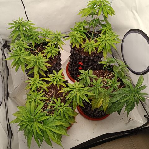 Jack 47 FV + G-Haze FV by Golaga growlog timeline photo