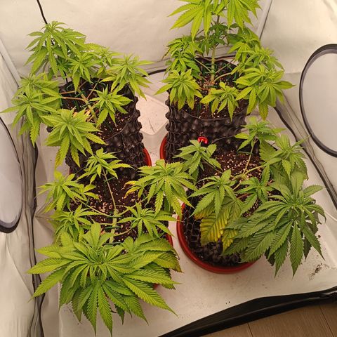 Jack 47 FV + G-Haze FV by Golaga growlog timeline photo