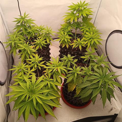Jack 47 FV + G-Haze FV by Golaga growlog timeline photo