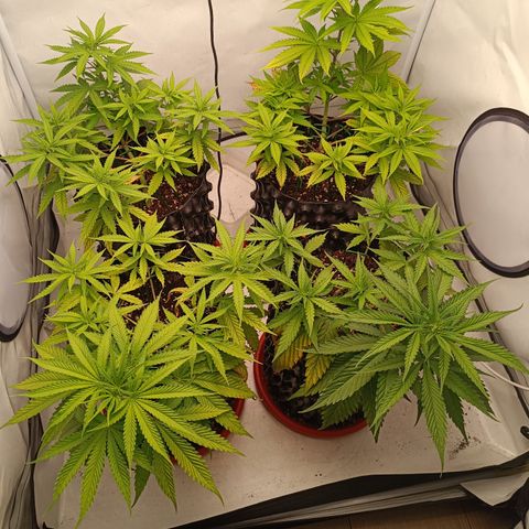 Jack 47 FV + G-Haze FV by Golaga growlog timeline photo