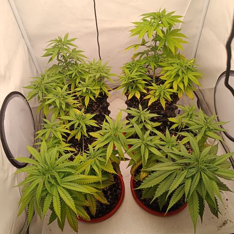 Jack 47 FV + G-Haze FV by Golaga growlog timeline photo