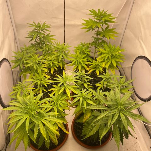 Jack 47 FV + G-Haze FV by Golaga growlog timeline photo