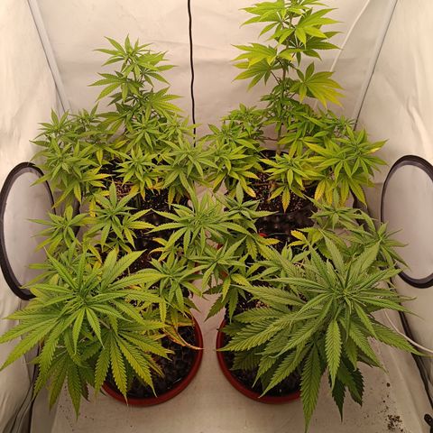 Jack 47 FV + G-Haze FV by Golaga growlog timeline photo