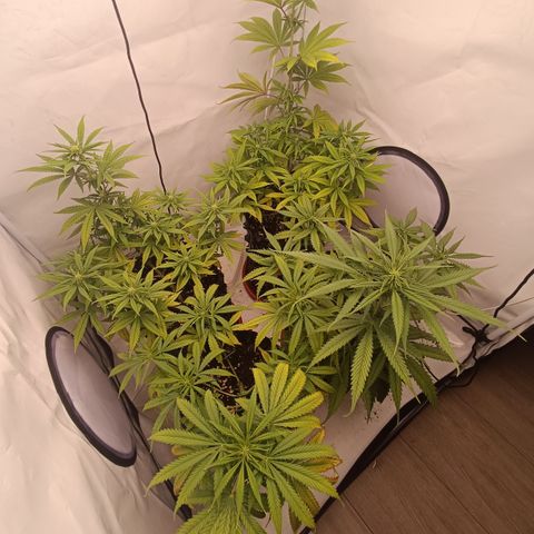 Jack 47 FV + G-Haze FV by Golaga growlog timeline photo