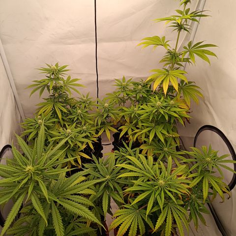 Jack 47 FV + G-Haze FV by Golaga growlog timeline photo