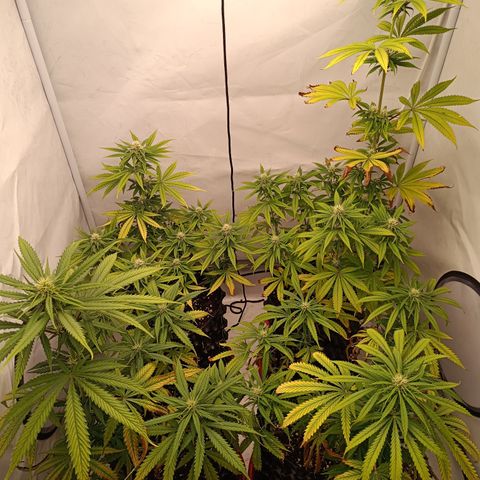 Jack 47 FV + G-Haze FV by Golaga growlog timeline photo