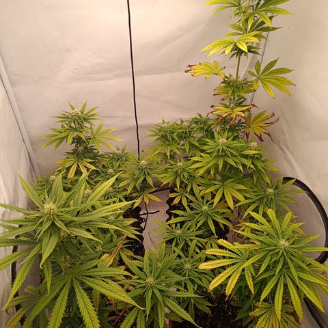Jack 47 FV + G-Haze FV by Golaga growlog timeline photo