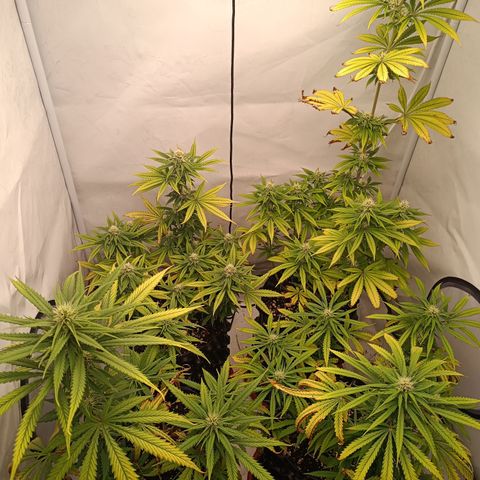 Jack 47 FV + G-Haze FV by Golaga growlog timeline photo