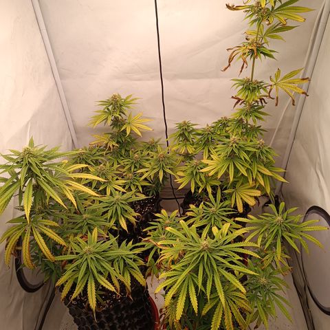 Jack 47 FV + G-Haze FV by Golaga growlog timeline photo