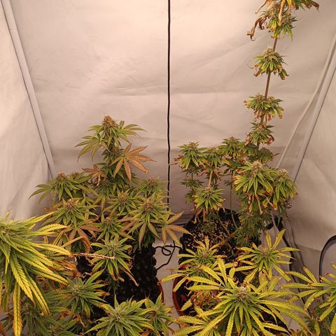 Jack 47 FV + G-Haze FV by Golaga growlog timeline photo