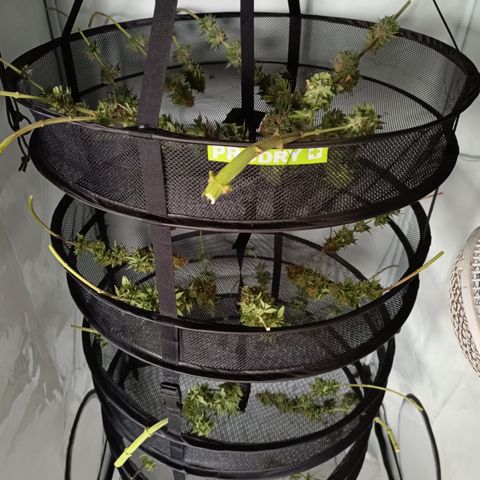Jack 47 FV + G-Haze FV by Golaga growlog timeline photo