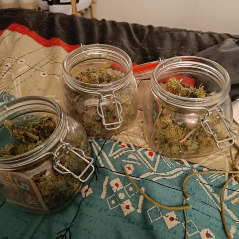 Jack 47 FV + G-Haze FV by Golaga growlog timeline photo