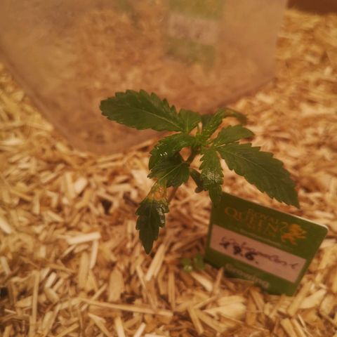 Watermelon Automatic 1 growlog timeline photo