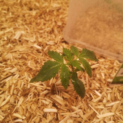 Sweet zz 1 growlog timeline photo
