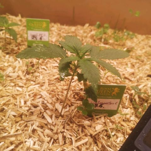 Watermelon Automatic 1 growlog timeline photo