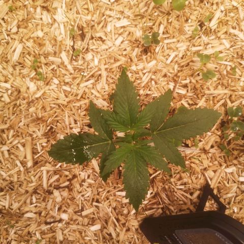 Watermelon Automatic 1 growlog timeline photo