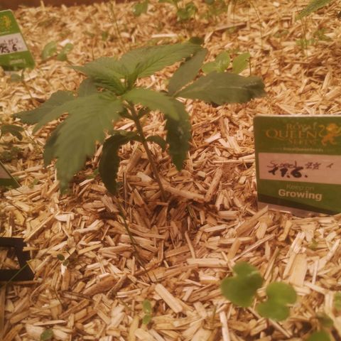 Sweet zz 1 growlog timeline photo