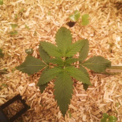 Sweet zz 1 growlog timeline photo