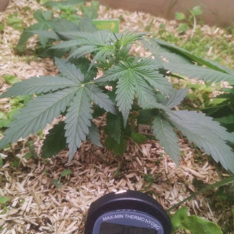Watermelon Automatic 1 growlog timeline photo