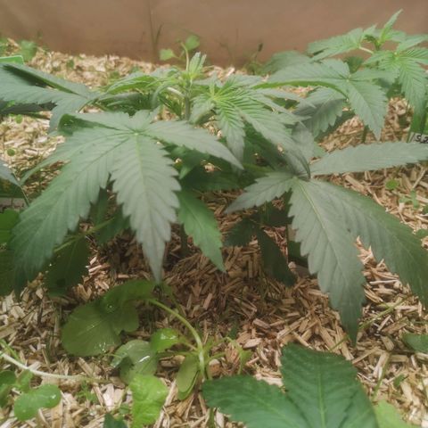 Sweet zz 1 growlog timeline photo