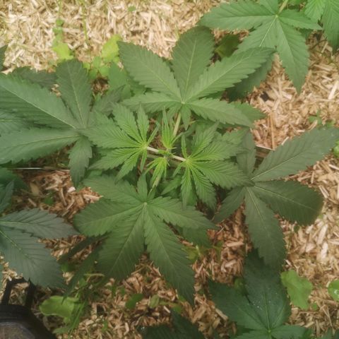 Sweet zz 1 growlog timeline photo