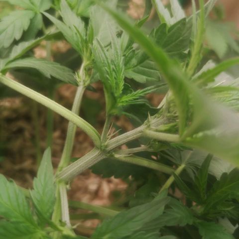 Sweet zz 1 growlog timeline photo