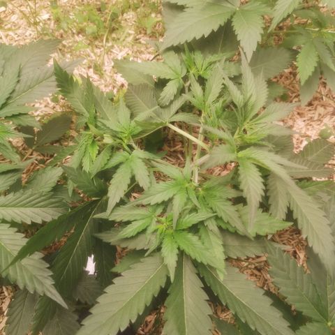 Sweet zz 1 growlog timeline photo