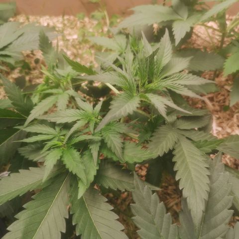 Sweet zz 1 growlog timeline photo