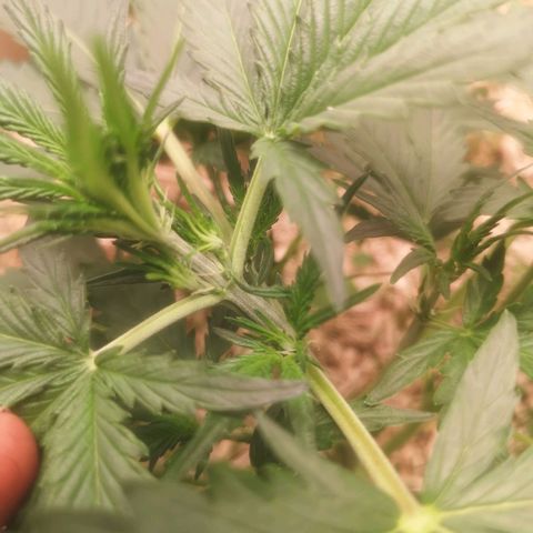 Watermelon Automatic 1 growlog timeline photo