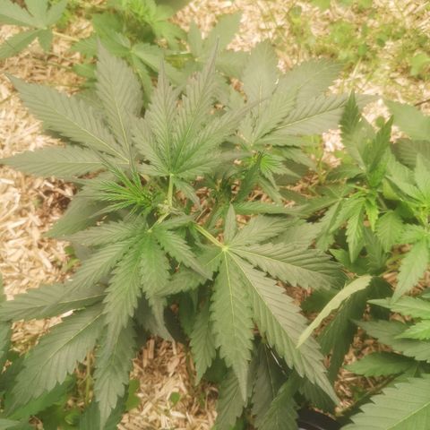 Watermelon Automatic 1 growlog timeline photo