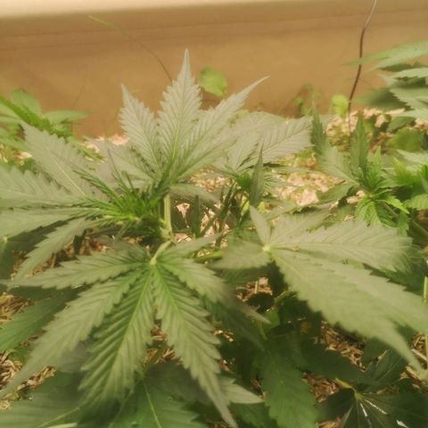 Watermelon Automatic 1 growlog timeline photo