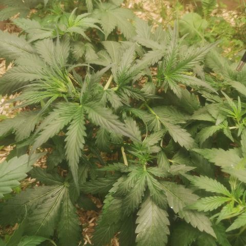 Watermelon Automatic 1 growlog timeline photo