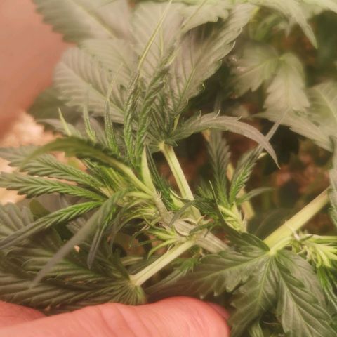Watermelon Automatic 1 growlog timeline photo