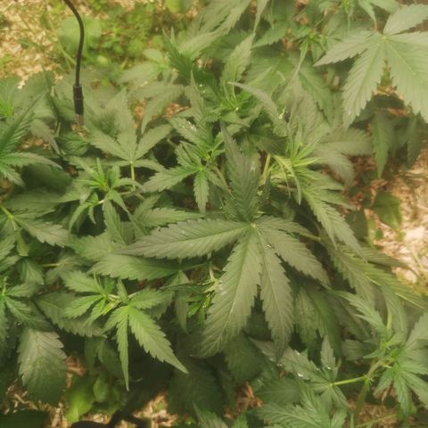 Sweet zz 1 growlog timeline photo