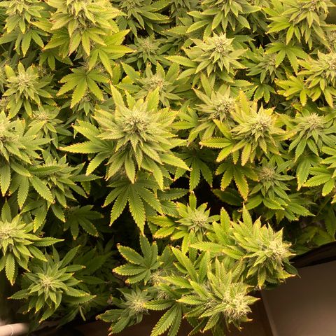 FC clone #1 growlog timeline photo