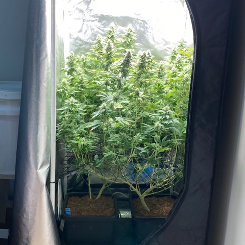 FC clone #1 growlog timeline photo