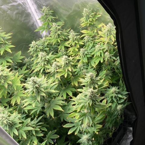 FC clone #1 growlog timeline photo