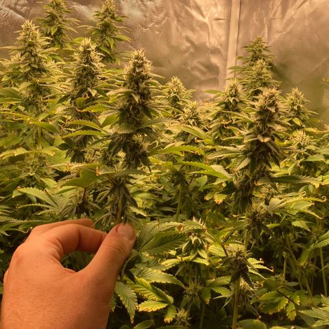 FC clone #1 growlog timeline photo