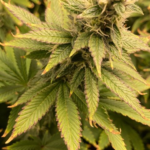 FC clone #1 growlog timeline photo
